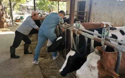 Aydın’da Hayvan Sağlığı Denetimleri Devam Ediyor