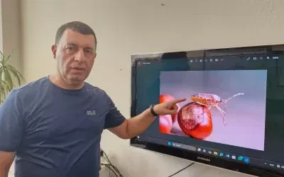 Kahverengi Kokarca Böceği Türkiye’de Artıyor: Biyolojik Mücadele Gerekiyor