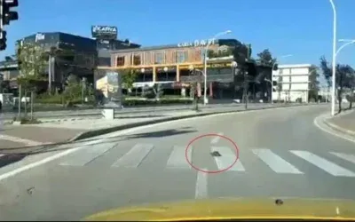 Bursa’da Kaplumbağanın Davranışları Gündemde!