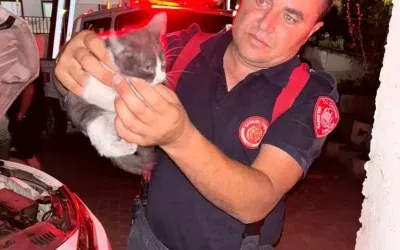 Çankırı’da Yavru Kedi Otomobilin Motorundan Kurtarıldı