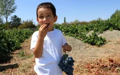 Cimin Üzümü: Faydaları ve Hasat Süreci