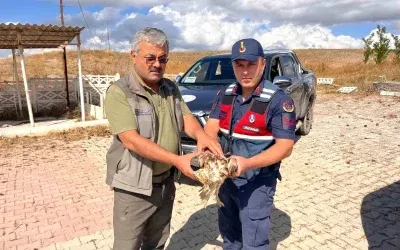 Çorum’da Yarıyalan Şahin Jandarma Kıskacından Kurtarıldı