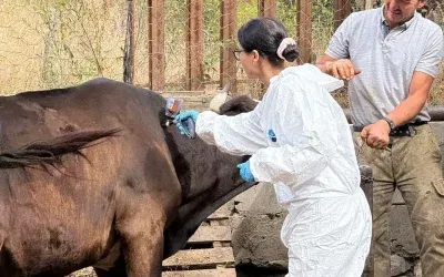 Kastamonu’da Şap Hastalığı Nedeniyle 69 Köye Hayvan Girişi Yasaklandı