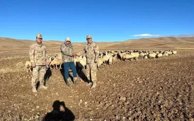 Erzincan’da 300 Koyun Drone ile Kurtarıldı