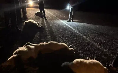 Adana’da Otomobil Koyun Sürüsüne Çarptı: 11 Koyun Öldü