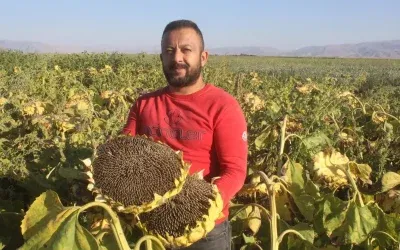 Yeşilhisar’da Ayçiçeği Hasadı Başladı, Verimde Azalma Gözlemleniyor