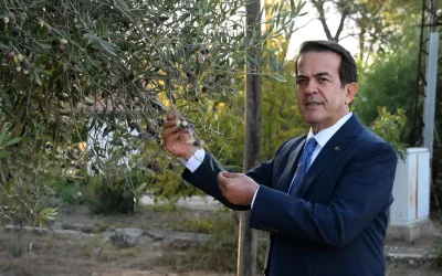 Zeytinpark’ta 70 Kg Zeytin Hasadı Heyecanı
