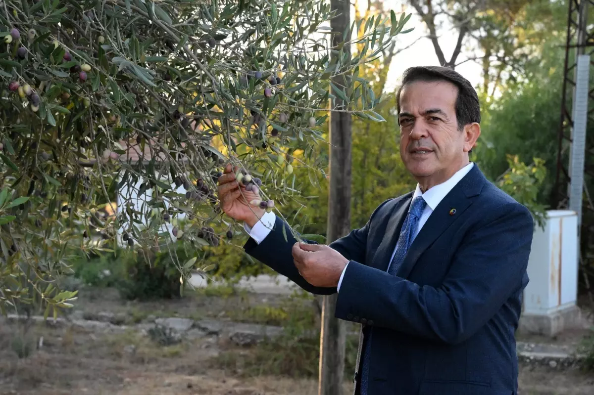 1210-ve-770-yasindaki-2-zeytin-agacindan-70-k-19134268_amp.jpg