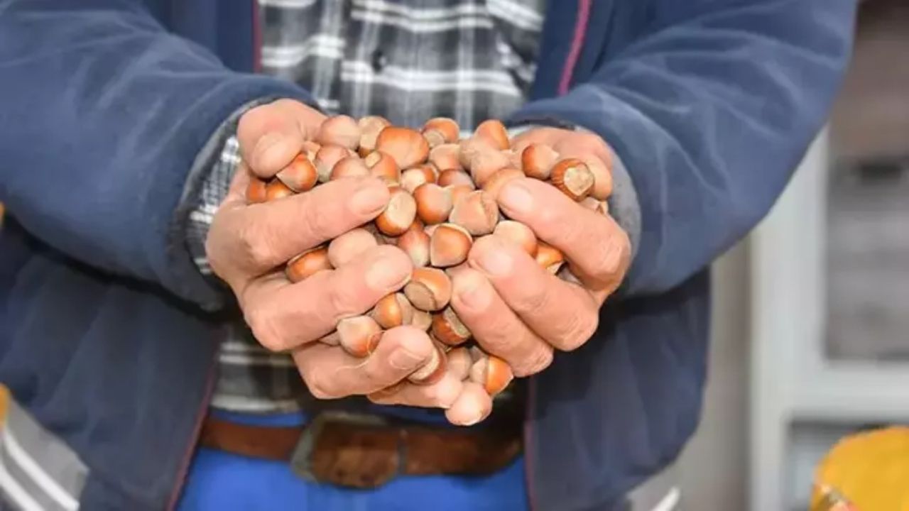 Fındık Üreticileri Fiyat Artışı Bekliyor