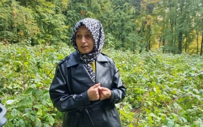 Ayılar Ahududu Hasadında Zarar Verdi