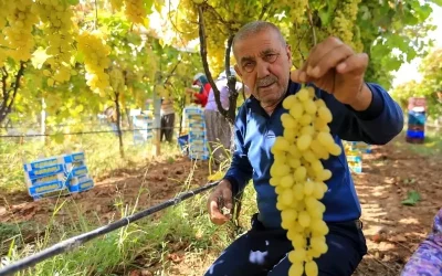 Sarıgöl’de Üzüm Fiyatları Düşüyor, Üreticiler Zorlanıyor