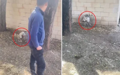 Van’da yaşanan kurt saldırısı: İzleyenler bakanlıkları işaret ediyor