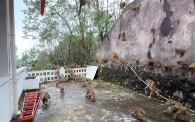 100 maymun birden dağdan indi: Turistler panikle kaçtı