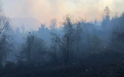 Hopa’da Örtü Yangınına Anında Müdahale Ediliyor