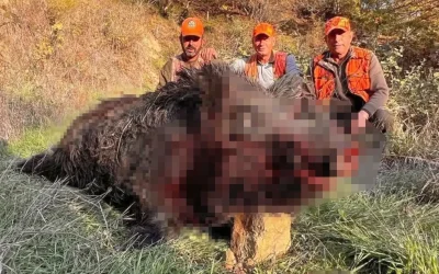 Avcılar bile şaşırdı! Kilo sırrını çözecek misiniz?