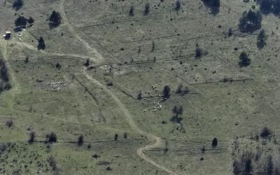 Dronlar Kaybolan 30 Küçükbaş Hayvanı Buldu