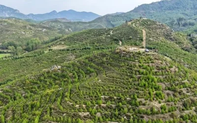 Dalaman’da Orman Yangını Sonrası Yeşeren Alanlar ‘Geleceğe Nefes’ oldu