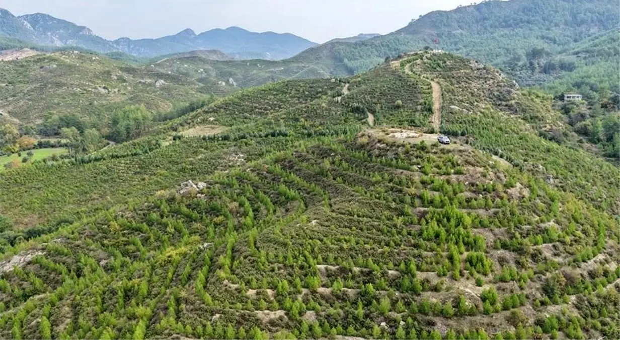dalaman-da-6-yil-once-dikilen-fidanlar-ormana-19235799_amp.jpg