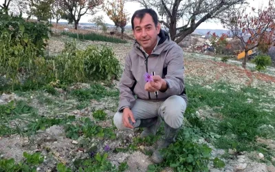 Demirci’de Safran Yetiştiriciliği Başladı