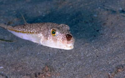 Antalya’da balon balığı avcılığına 6 yılda 1,2 milyon lira destek