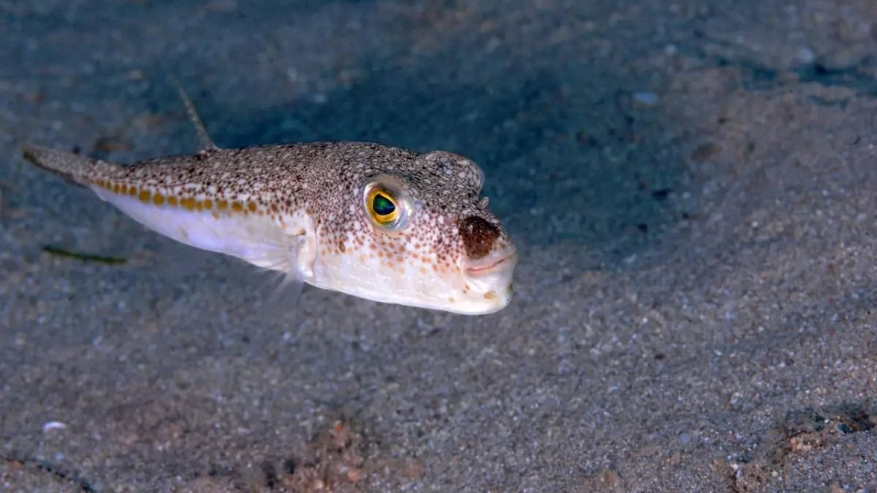 Antalya’da balon balığı avcılığına 6 yılda 1,2 milyon lira destek