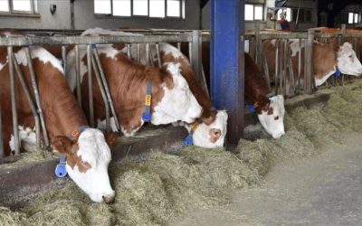 Kırmızı et sektöründe alarm: 2026’da kriz derinleşecek