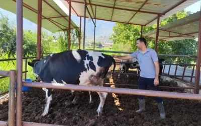 Milas’ta “şap hastalığı” nedeniyle 11 mahalle karantinaya alındı